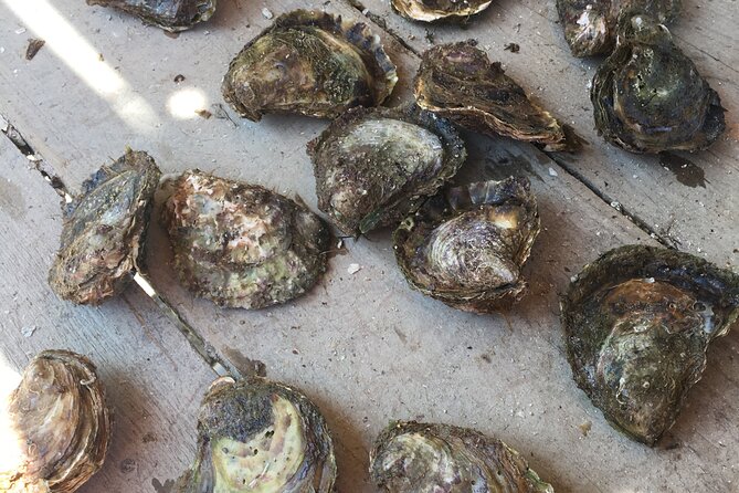 Oyster Farm, Ston and Winery Tour - Timing, group size, and the daily rhythm
