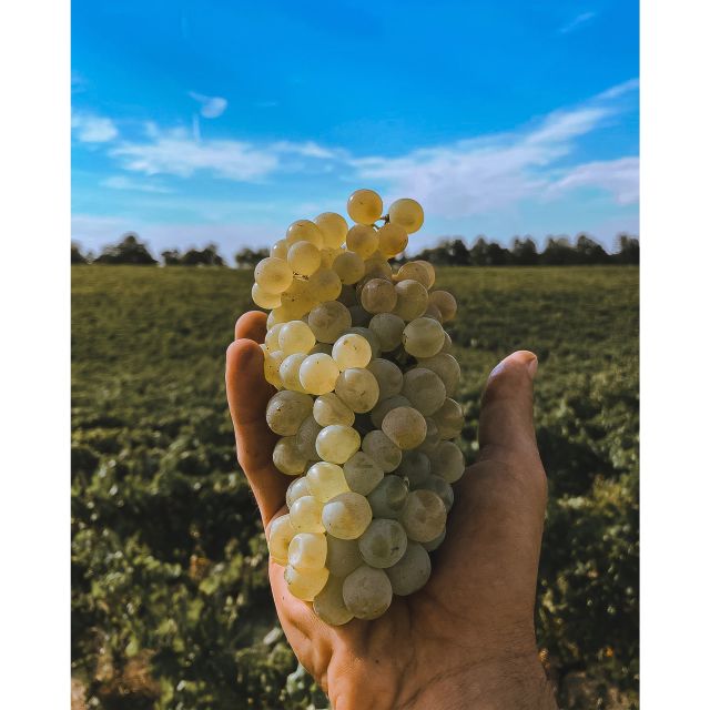 Ozzano Emilia: Guided Cellar Walking Tour with Wine Tasting - Who should book this experience?