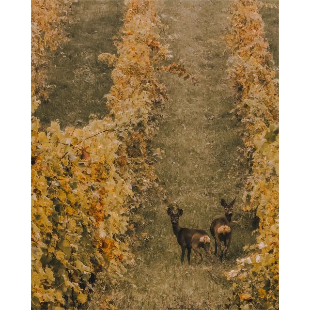 Ozzano Emilia: Guided Cellar Walking Tour with Wine Tasting - Tasting six or seven wines with local food