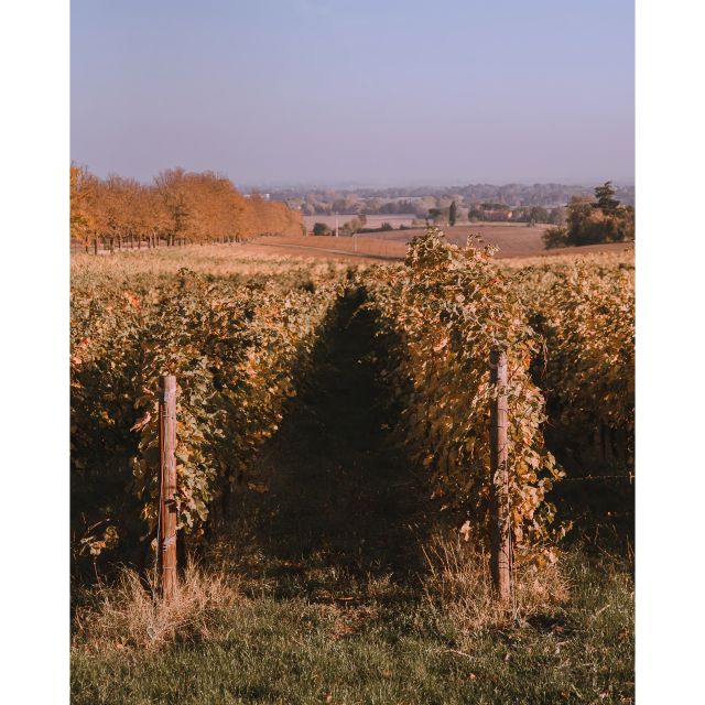 Ozzano Emilia: Guided Cellar Walking Tour with Wine Tasting - Following the grapes from field to bottle