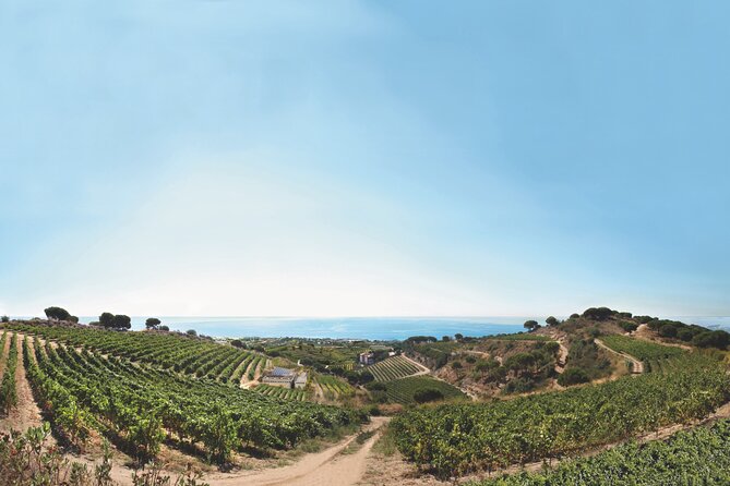 Paella Cooking Experience & Winery Tour from Barcelona - Who will get the most from the $89 price