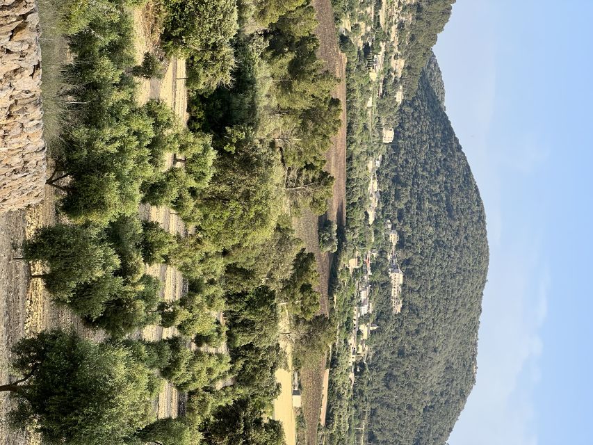Palma: Orange Farm, Olive Mill, & Winery Tour with Tastings - Orange trees, fresh juice, and Mallorcan farming