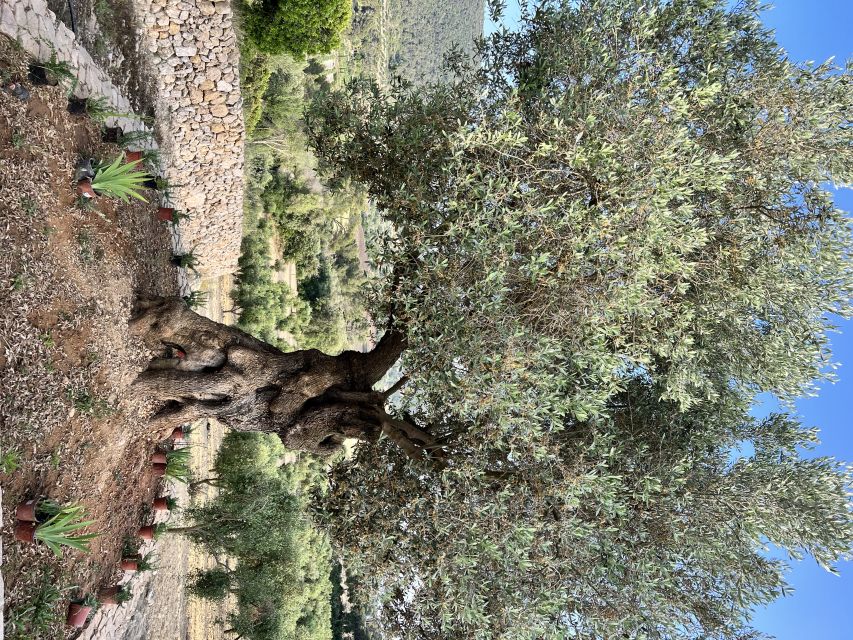 Palma: Orange Farm, Olive Mill, & Winery Tour with Tastings - A picnic built into the middle of the day