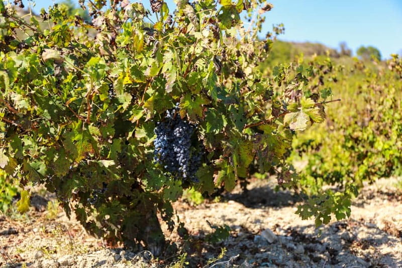 Paphos: Wine Tour – Vineyards, Tastings & Scenic Views - What the $111 price really covers
