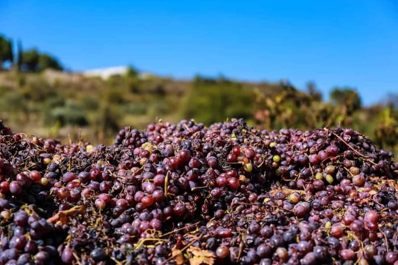 Paphos: Wine Tour – Vineyards, Tastings & Scenic Views - Who should book this Paphos wine tour