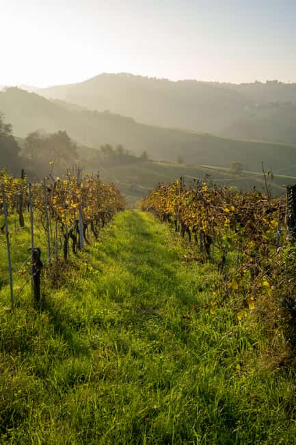Parma: Visit the Vineyard and Taste 5 Local Wines - Key points to know
