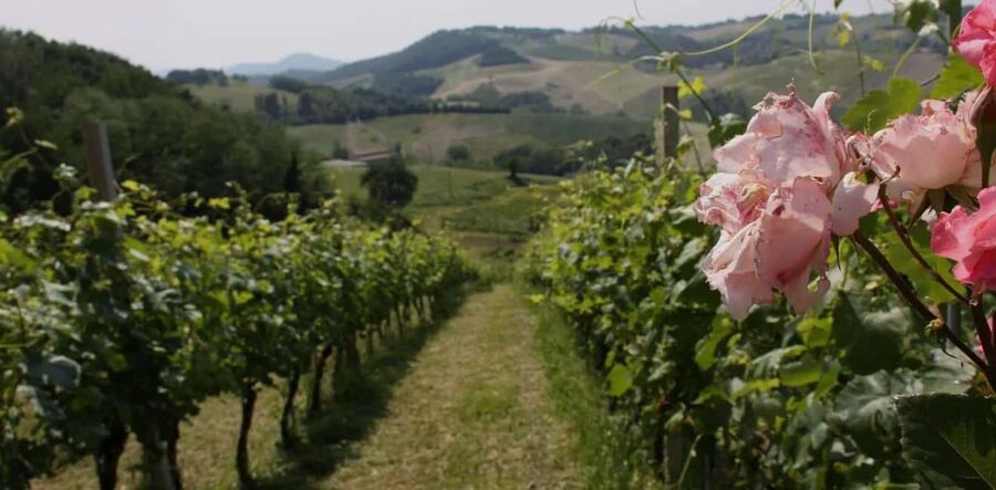 Parma: Visit the Vineyard and Taste 5 Local Wines - A family winery in the Parma Hills