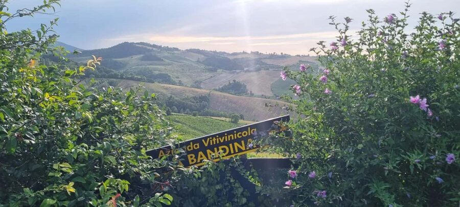 Parma: Visit the Vineyard and Taste 5 Local Wines - Seeing wine made without clarification or filtration