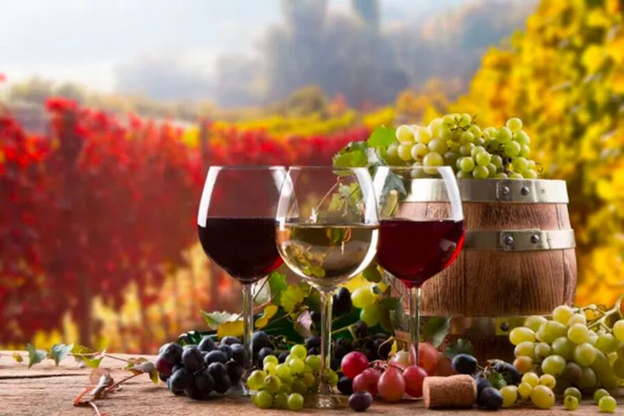 Parma: Winery Tour and tasting - Tasting Emilia-Romagna wines with local food