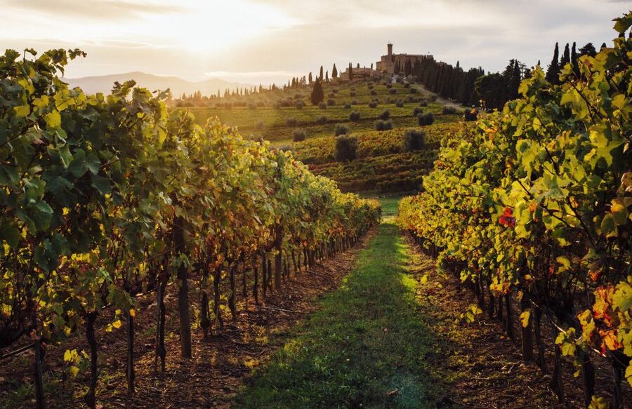 Parma: Winery Tour and tasting - Booking and practical details