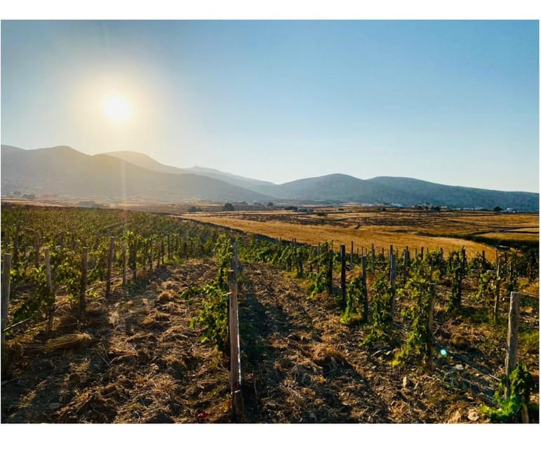 Paros: Wine tasting at Local Winery - Is $46 a fair price?