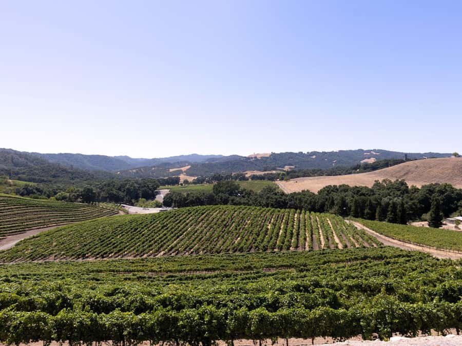 Paso Robles: 3-Winery Tour with Tastings and Lunch - Pickup, timing, and what to bring