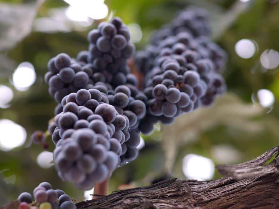 Paso Robles & Atascadero: 3-Winery Tour Including Lunch - Five hours is enough for a taste, not a full wine-country stay