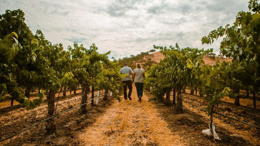 Paso Robles: Scenic Sidecar Vineyard Tour - Fifty-five minutes through Paso Robles wine country