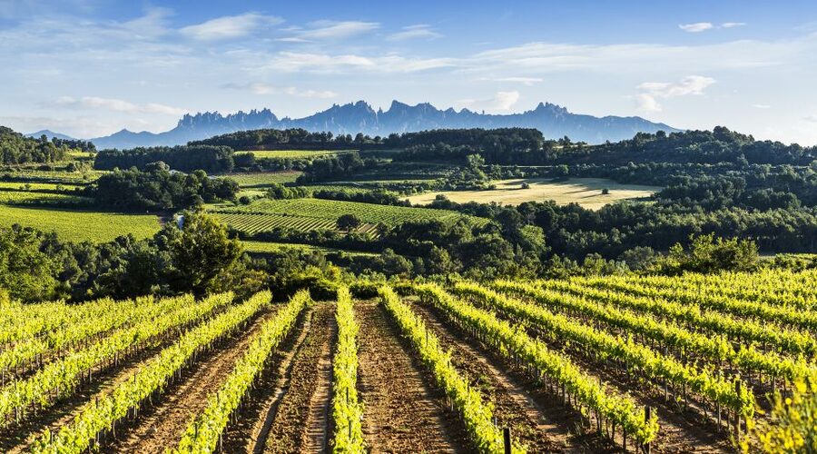 Penedès/BCN: Self-Guided eBike Tour with guided Winery Visit - Returning by bike and managing the timing