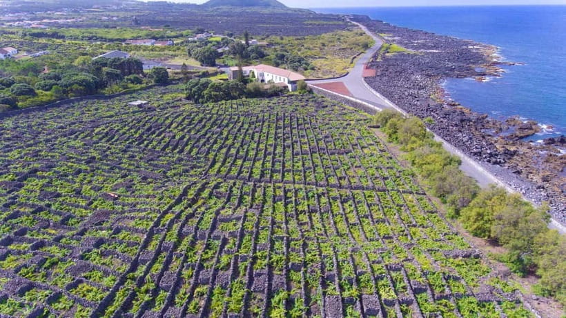 Pico Island: Wine and Vineyards Tour with Tasting - Criação Velha makes the history visible