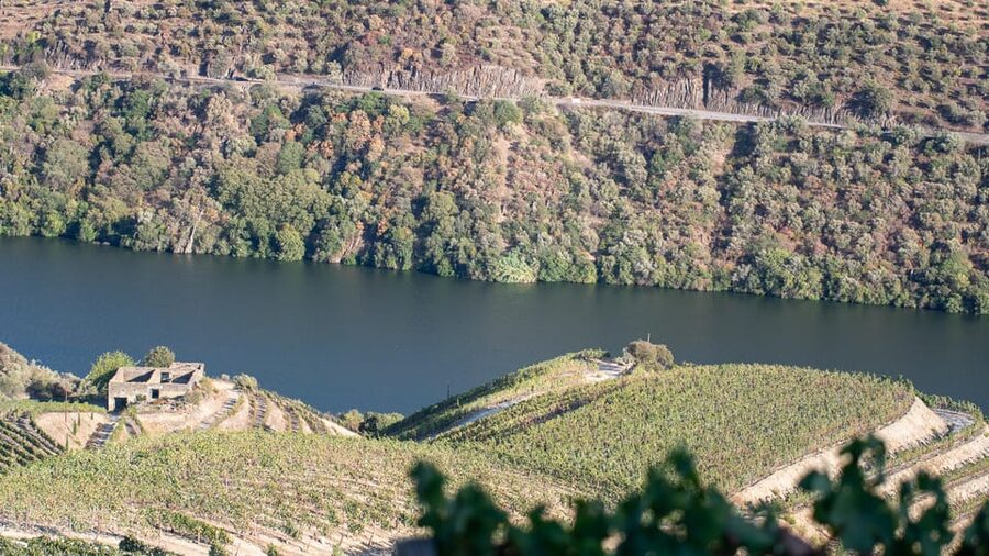 Pinhão: Quinta da Formigosa Vineyard Tour and Wine Tasting - Who will enjoy Quinta da Formigosa most?