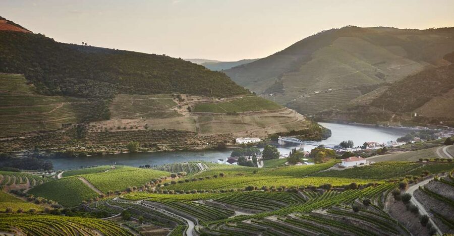 Pinhão: Quinta do Bomfim Visit and Tasting - Choose one of three vineyard walks