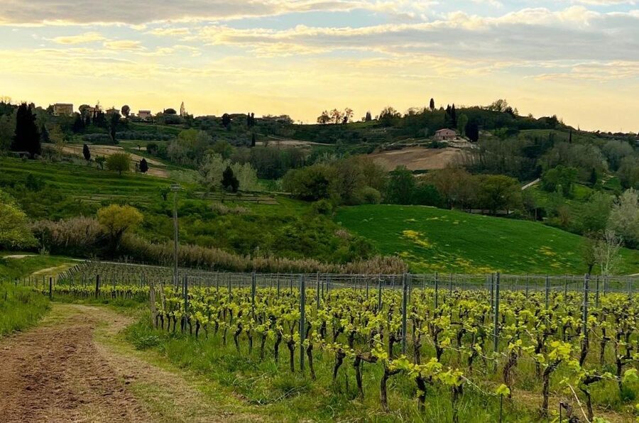 Pisa: Winery Tour and Wine Tasting with Local Food Pairing - Walking between the vineyard rows