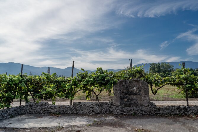 Pompeii Vineyard Escape: Private Wine Tasting & Lunch - A Neapolitan lunch under the vines