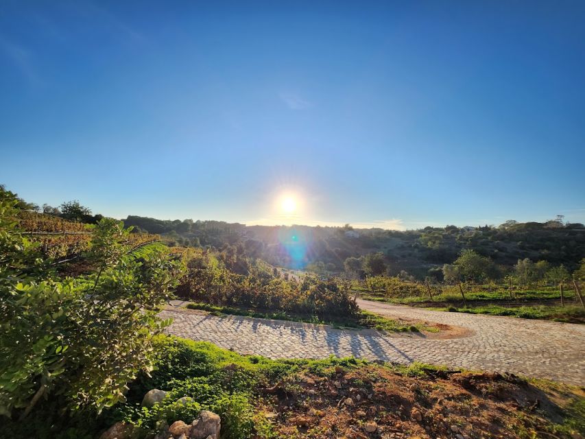 Porches: Algarve Vineyard Tour and Wine Tasting Experience - A family vineyard near Porches, not a formal wine museum