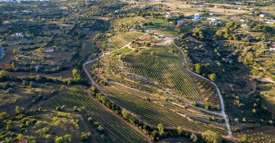 Porches: Algarve Vineyard Tour and Wine Tasting Experience - The short vineyard walk and the story of Quinta dos Capinhas