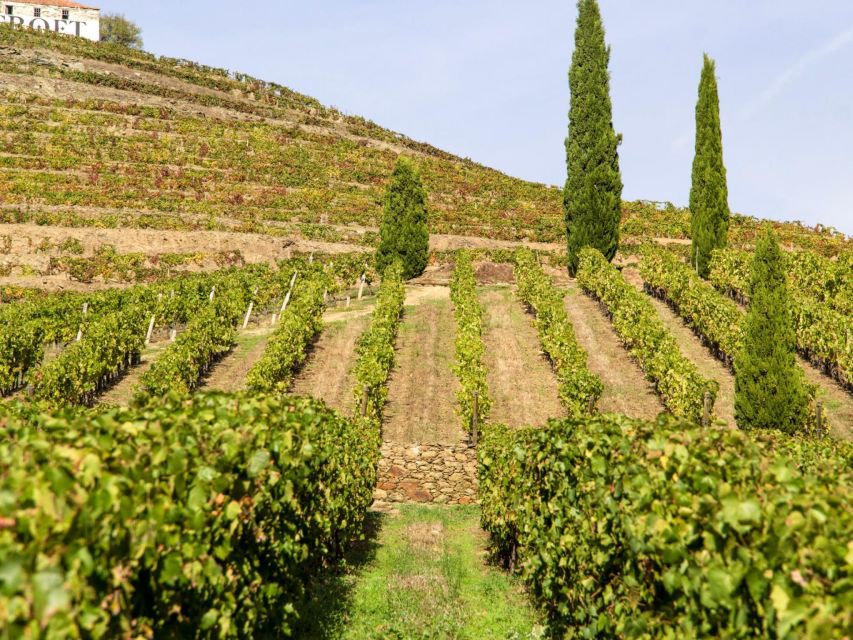 Porto: 3 Wine Regions & Farm Lunch with Views Small-Group - Key points to know before booking