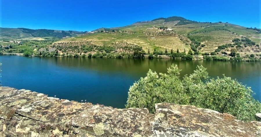 Porto: Douro Valley Private Tour 2 Vineyards & River Cruise - The first vineyard: wine and olive oil