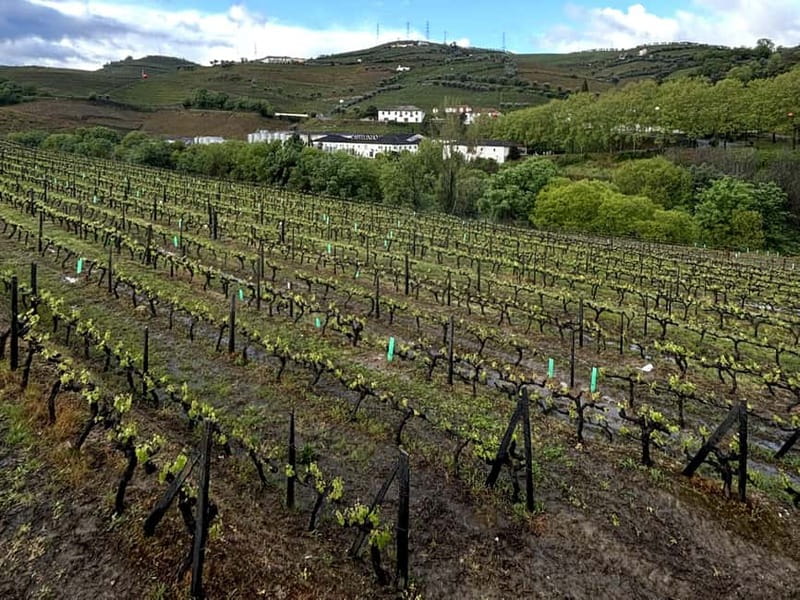 Porto: Douro Valley Tour with 3 Wineries and Lunch - The third winery adds variety