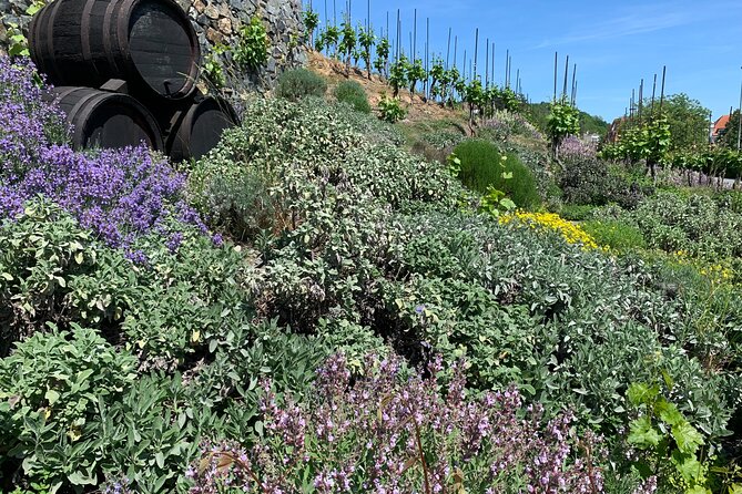 Prague´s Hidden Vineyards Private Tour - Starting With Bubbles in Grebovka