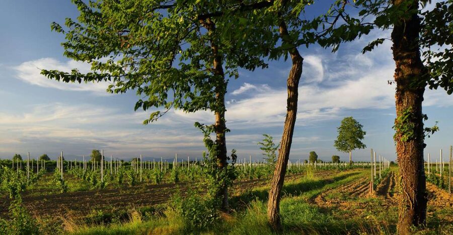 Pramaggiore: Ornella Bellia Winery Guided Tour & Tasting - What the Tasting Says About Value at $29