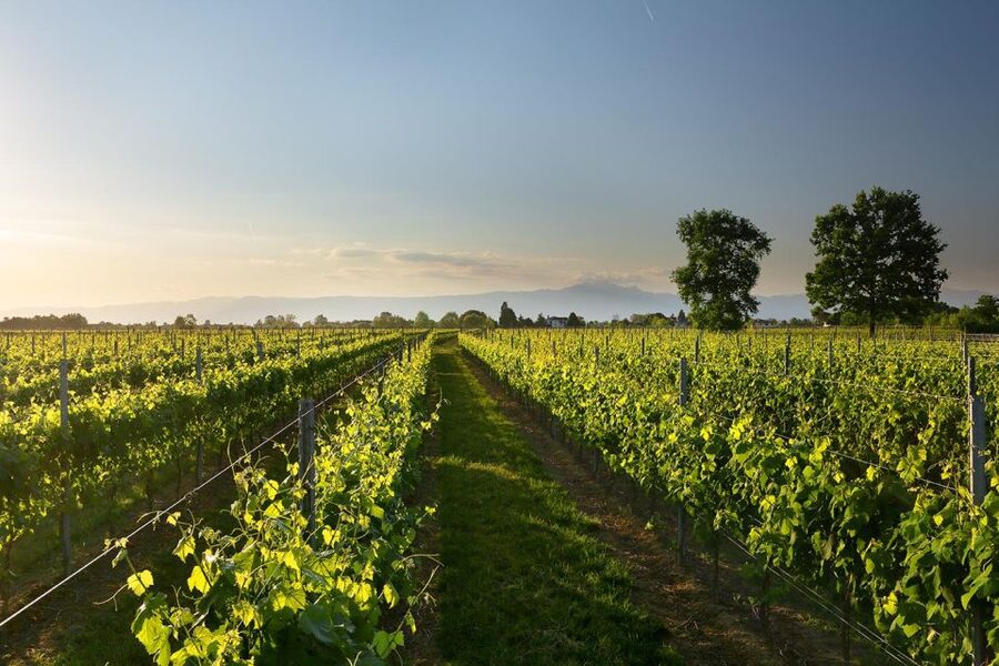 Pramaggiore: Ornella Bellia Winery Guided Tour & Tasting - Accessibility and Planning Details
