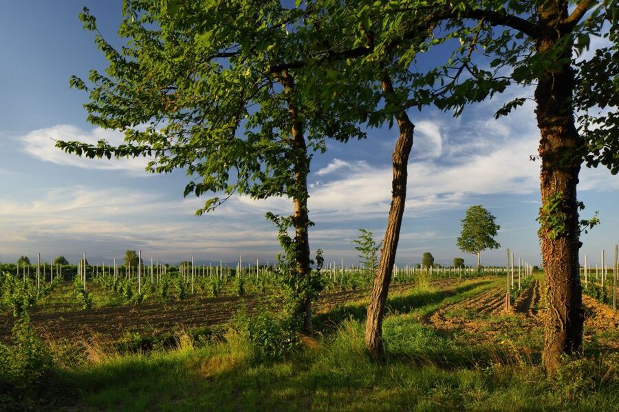 Pramaggiore: Ornella Bellia Winery Guided Tour & Tasting - Should You Book Ornella Bellia Winery?