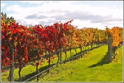 Premium 4 -Best Wineries Napier Hawke’s Bay Tour, 5.5h – 6Hours