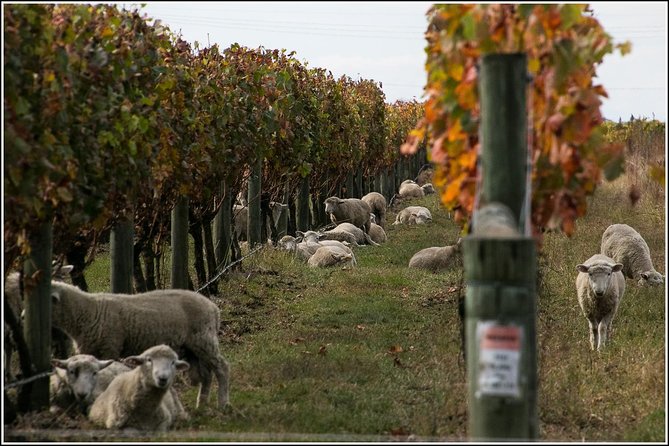 Premium 4 -Best Wineries Napier Hawke's Bay Tour, 5.5h - 6Hours - The guides are a major part of the day