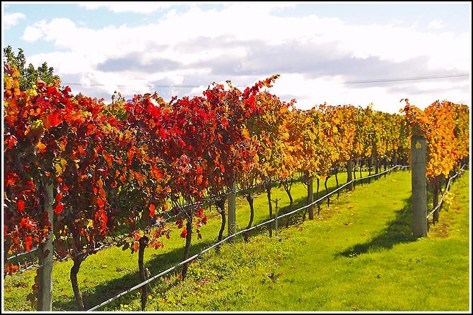 Premium 4 -Best Wineries Napier Hawke's Bay Tour, 5.5h - 6Hours - Natural wines, vineyard walks, and lunch
