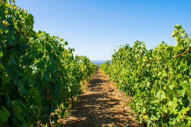 Premium Private Douro Tour: 3 Wineries with Tastings & Lunch - Why this Douro day works so well from Porto