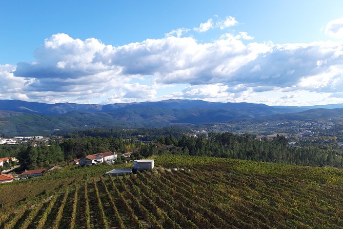 Premium Tasting | Quinta de Santa Cristina Vinho Verde - Following the grapes from reception to the bottle