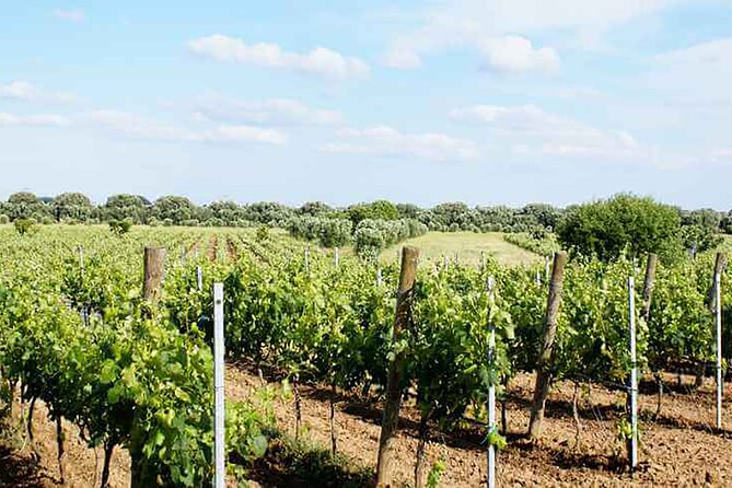 Primitivo and Negroamaro wine tour: a visit to two wineries and typical lunch. From Lecce - What the small group changes