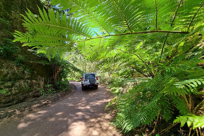 Private 4x4 Jeep Half Day - Picturesque Peaks, Vineyards, Skywalk - Boca da Corrida, poncha, and Madeira wine