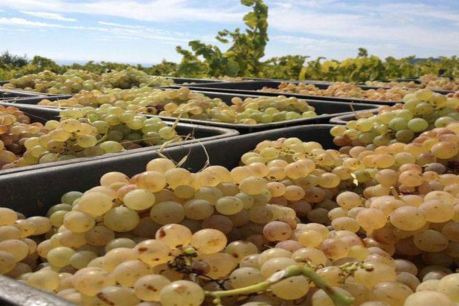 Private Breakfast Winery Experience - Private Wine Tasting Tour - What the private format really adds