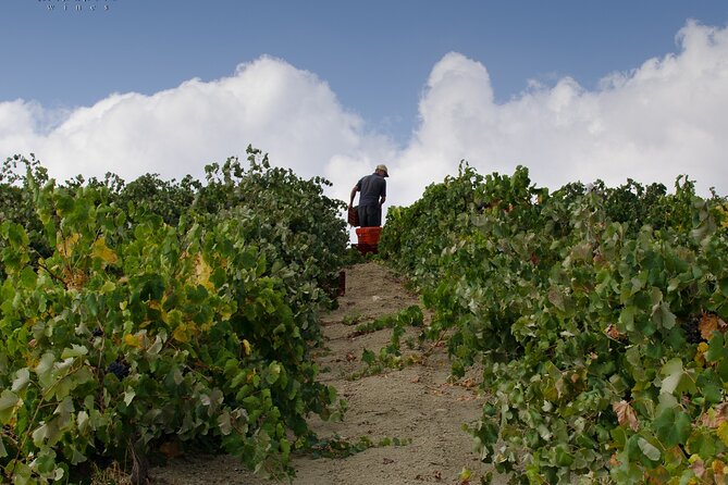 Private Cretan Gastronomic experience Winery visit with Tastings & Cooking Class - How the $207.90 price measures up