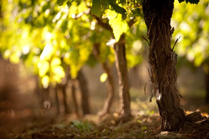 Private Cretan Gastronomic experience Winery visit with Tastings & Cooking Class - Who will enjoy this most
