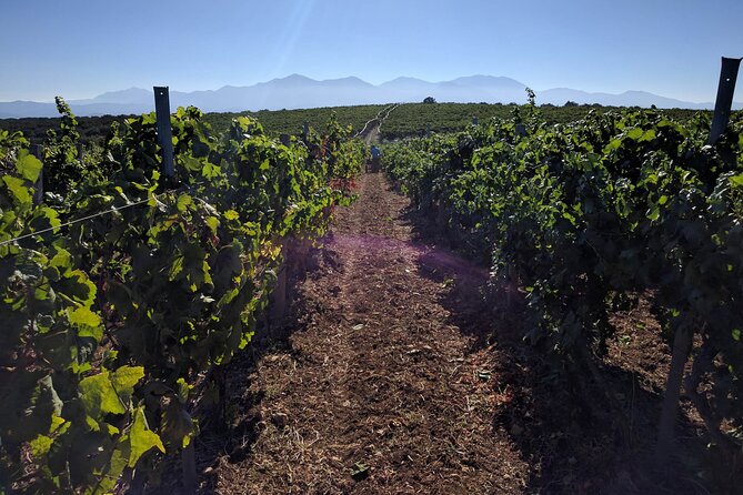 Private Cretan Gastronomic experience Winery visit with Tastings & Cooking Class - What the existing feedback tells you