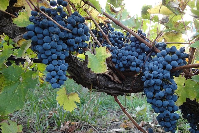 Private Customizable Niagara Falls Winery Tour from Buffalo NY - What the private vehicle adds