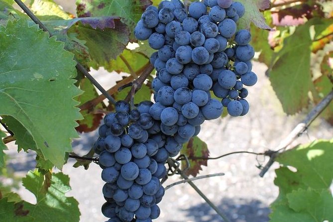 Private day tour to Pompei ,winery, Sorrento from Napoli/Salerno/Amalfi/Positano - Sorrento gives the day breathing room