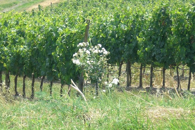 Private day tour to Pompei ,winery, Sorrento from Napoli/Salerno/Amalfi/Positano - Should you book it?