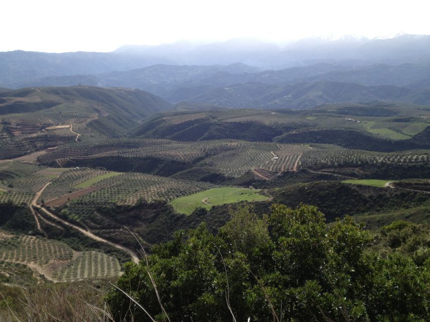Private Exclusive Manousakis Winery and Vineyard Tour - Why this winery trip feels different