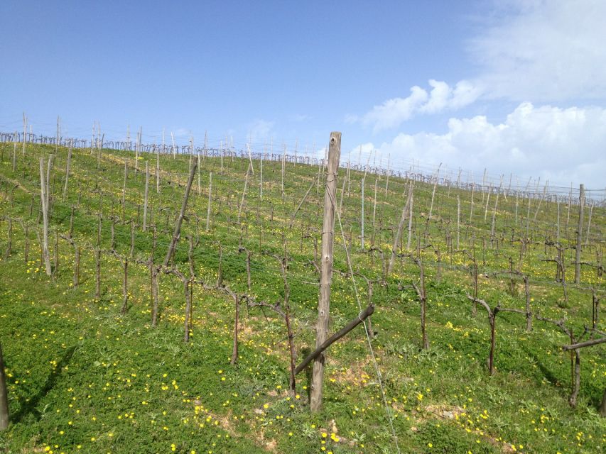 Private Exclusive Manousakis Winery and Vineyard Tour - What happens at Manousakis Winery