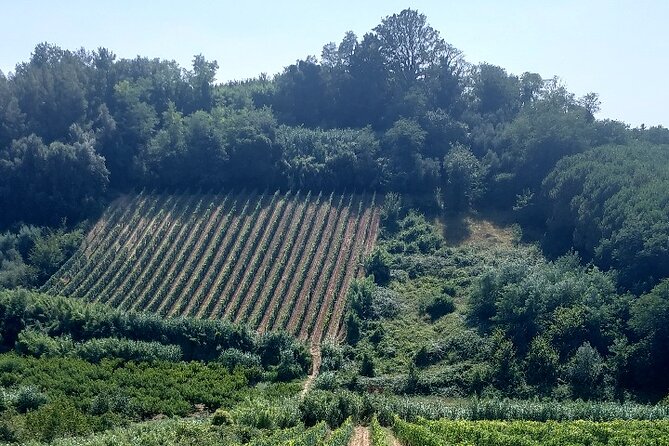 Private Guided Tour to Pisa and local Wine Farm from Livorno port - Why the private format matters